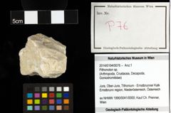 Foto (Objekt + Etiketten) von Pithonoton sp. 